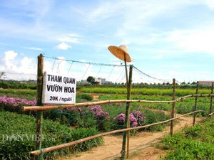 Chuyện lạ Kon Tum: Trồng vườn hoa độc lạ, dân kéo tới đông nghịt