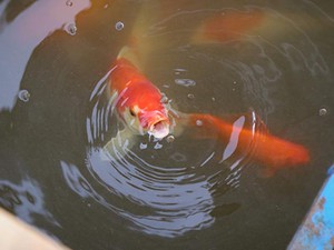 Ảnh-clip: Cá Koi Nhật Bản sau 1 tháng thả sông Tô Lịch giờ ra sao?