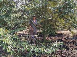 Thấp thỏm trồng sầu riêng trên đất phèn Tây Nam Bộ