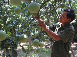 Chuyển đổi đất lúa, nông dân Hà Nội trồng quất, bưởi thu tiền tỷ