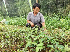 Bắc Kạn: Trồng loài cây ra củ xoắn như dây thừng, bán đắt tiền