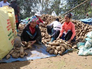 Lào Cai: Hối hả thu hoạch hơn 100ha sâm đất, giá chỉ như khoai lang