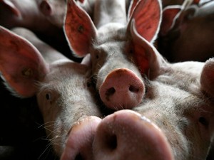 Thiếu thịt lợn, dân Trung Quốc chuyển sang ăn thịt chó, giá lại siêu rẻ