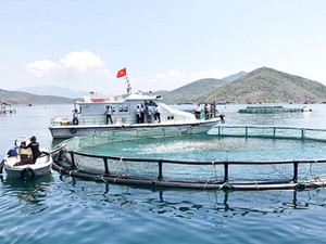 Khánh Hòa: Nuôi cá biển đặc sản trong những chiếc lồng khổng lồ