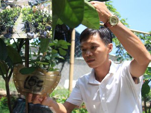 Lạ mắt: Bưởi bonsai hồ lô, thỏi vàng do nông dân Quảng Ngãi tự tạo