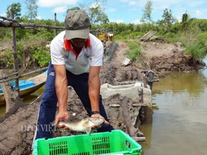 Cà Mau: Nuôi cá bống xấu xí, lưng đầy gai nhọn, bán 240 ngàn/ký