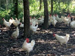 Bắc Kạn: Nông dân giữa phố vẫn làm giàu nhờ nuôi gà thả đồi