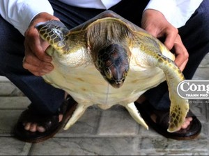 Quảng Trị: Thả "báu vật" đại dương nặng 5kg