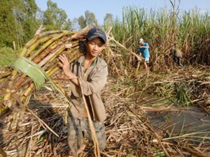 3.000 tấn đường lậu đe dọa ngành mía đường