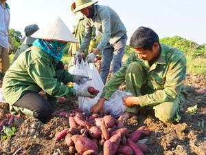 Hòa Bình: Từ cây chống đói, giờ trồng khoai lang cả làng phấn khởi