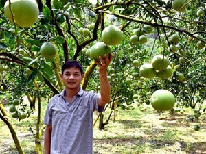 Giúp nông dân tránh cảnh “được mùa, mất giá”