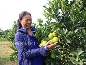 Hòa Bình: Hội "rót" vốn, dân trồng vườn cam lòng vàng trĩu quả
