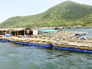 Kiên Giang: Sơn thủy hữu tình, nuôi thứ cá đặc sản mà có tiền tỷ