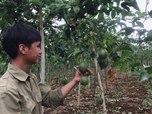 Sau lớp đào tạo nghề cho lao động nông thôn, thu nhập tăng cao rõ rệt