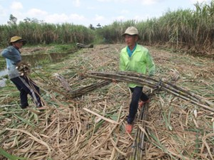 Hậu Giang: Khốn khổ, bán 10kg mía mới đủ uống cốc... trà đá