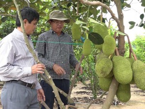 Phú Yên: Trồng cây trái cho khách du lịch vô hái, kiếm bộn tiền