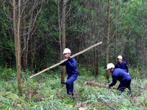 Ai là chủ rừng đầu tiên ở Việt Nam nhận được chứng chỉ FSC?