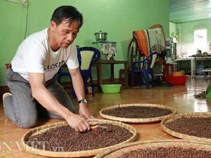 Lâm Đồng: Trồng và làm ra thứ cà phê "độc, lạ" bán 500 ngàn/ký