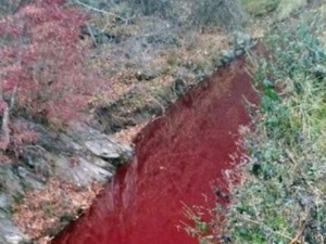 Dòng sông nhuộm đỏ máu lợn bệnh