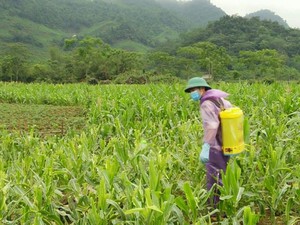 Sâu keo mùa thu đã bị khắc chế nhờ bí quyết này