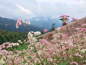 Hoa tam giác mạch - điểm nhấn du lịch Hà Giang