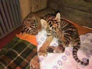 Vườn quốc gia Cúc Phương cứu hộ thành công 2 cá thể hổ 1 tuần tuổi