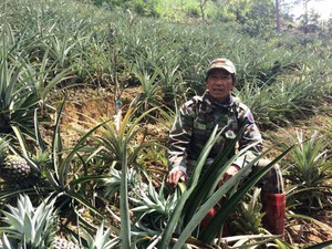 Lâm Đồng: Đất khô cằn, trồng xen canh vẫn nhanh có tiền