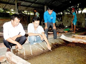 Đồng Nai: Bộ đội xuất ngũ về quê nuôi ruồi lính đen kiếm bộn tiền