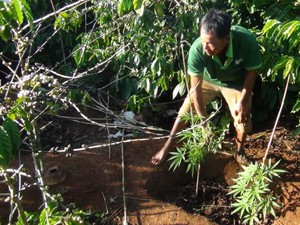 Đắk Lắk: Thu giữ hơn 100 cây gây nghiện &quot;quốc cấm&quot; trồng ở rẫy