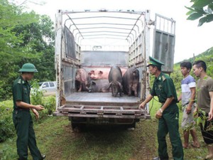 Buôn lậu lợn, sản phẩm từ lợn qua biên giới, sẽ xử lý nghiêm