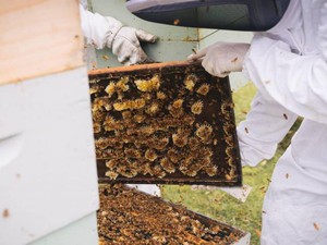 Lọ mật ong giá 40 triệu đồng được làm từ loại ong gì mà đắt thế?