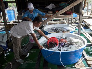 Kiên Giang: Nơi đầu sóng ngọn gió, nuôi cá bống mú sao mà giàu