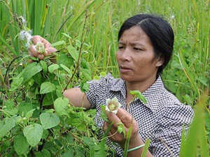 Trồng sâm dây, người Xê Đăng giúp nhau vượt khó, đổi đời