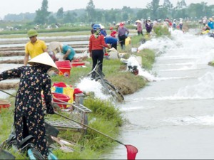 Thái Bình: Mùa rươi, cả làng ra đồng vớt như trẩy hội, thu 20 tỷ