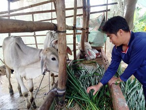 An Giang: Bỗng trắng tay, sạch chuồng vì bò đột ngột tắt thở