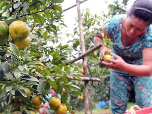 Đồng Nai: Nông dân méo mặt vì cam quýt ê hề, giá rớt thê thảm