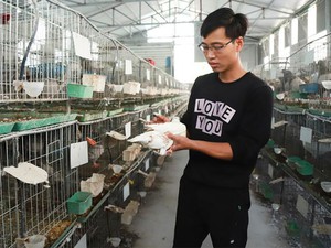 Trai Việt Trì nuôi chim bồ câu Pháp, mỗi tháng "đút túi" hơn 25 triệu