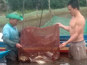 Hậu Giang: Bắt cá ruộng nuôi đăng quầng mùa lũ, cá ngon, tươi rói