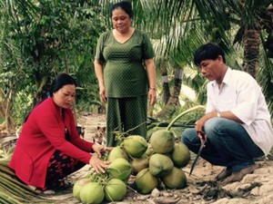 Cà Mau: “Vua dừa” trên vùng đất mặn, cây thấp tè đã đầy trái