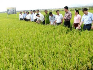 Tích tụ đất đai giúp nông dân Gia Lai tăng thu nhập thấy rõ
