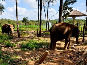 Đắk Lắk: Dân bất an vì đàn voi rừng vài chục con kéo đi phá rẫy