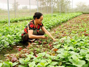 Vĩnh Phúc: Giúp “nông dân phố” phát triển nông nghiệp đô thị