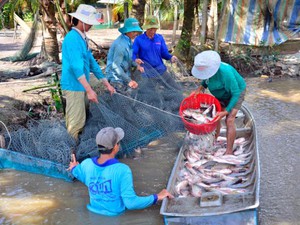 Kiên Giang: Nuôi cá ruộng, trồng dưa leo mùa lũ mà thành triệu phú