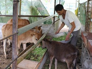 Sơn La: Dân tất bật chống rét cho đàn trâu, bò, dê