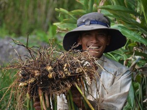 Cà Mau: Liều trồng cây củ cay, 1 công thu 4 tấn, 1ha có 300 triệu