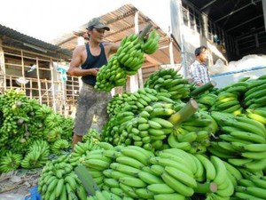 An Giang: Trồng 70ha chuối trên đất phèn, thu nhập hàng chục tỷ