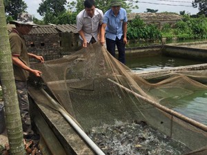 Một năm nuôi 20 tấn cá rô đồng, kéo mẻ lưới cả làng đến xem