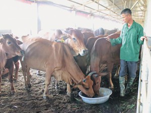 Thái Bình: Làm đệm "sang chảnh" cho đàn bò 52 con, "cái kết" bất ngờ