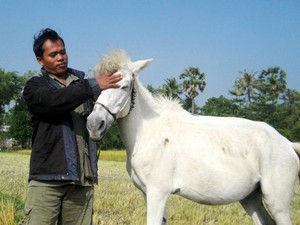 Huyền bí loài ngựa cứ sinh ra ở đất Thất Sơn là mang màu lông trắng