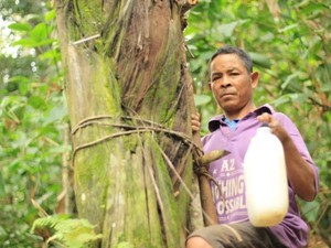 Gia Lai: Trông coi kỹ càng loài cây dại, chắt ra thứ rượu "trên trời"